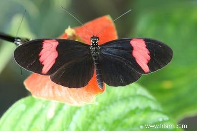 Papillon tombe sur d autres espèces 