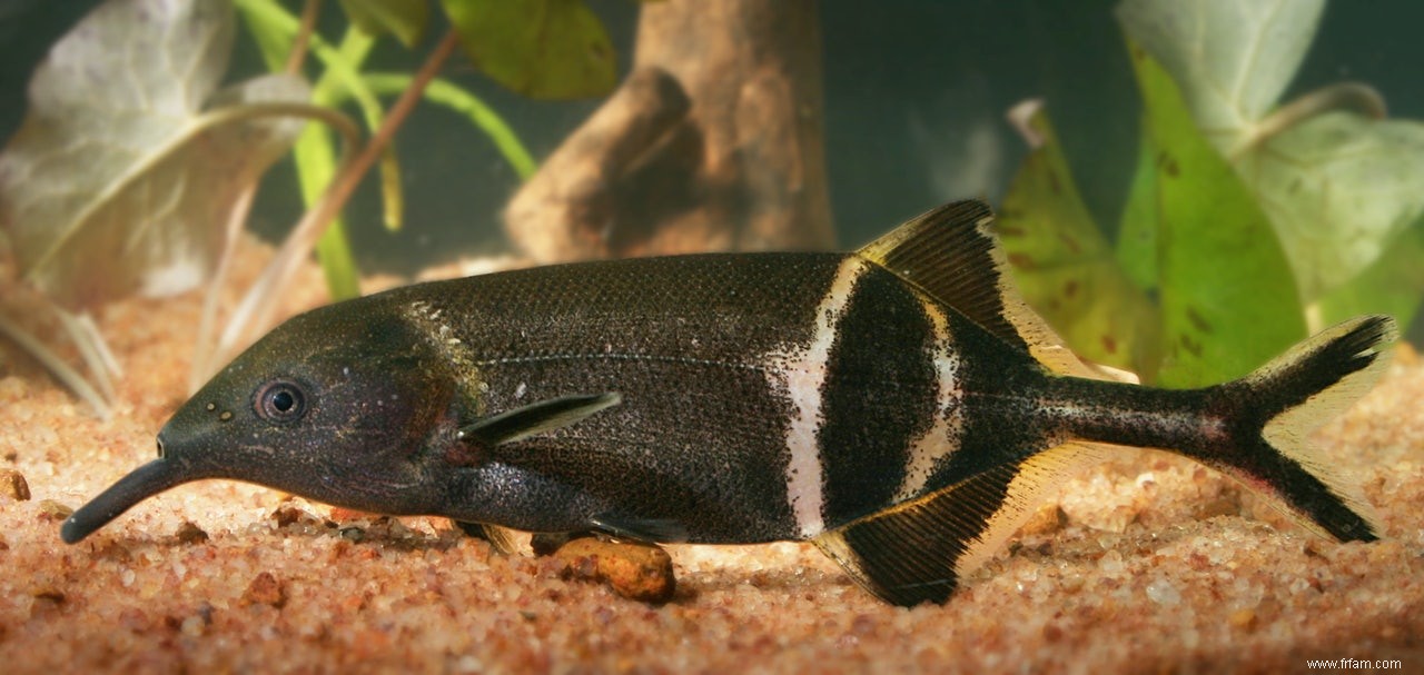 Le poisson éléphant voit la couleur dans le noir 