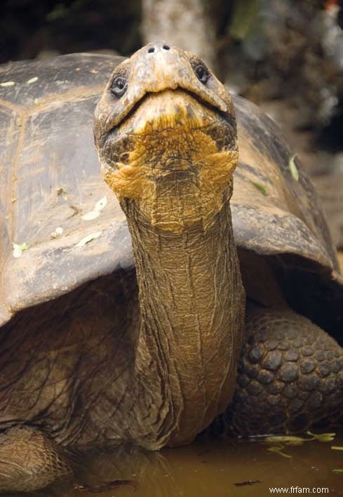 Lonesome George fait-il son retour ? 