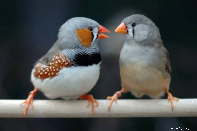 Les oiseaux apprennent à chanter comme les enfants apprennent à parler 