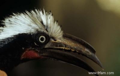 De nouvelles espèces d oiseaux émergent plus rapidement 