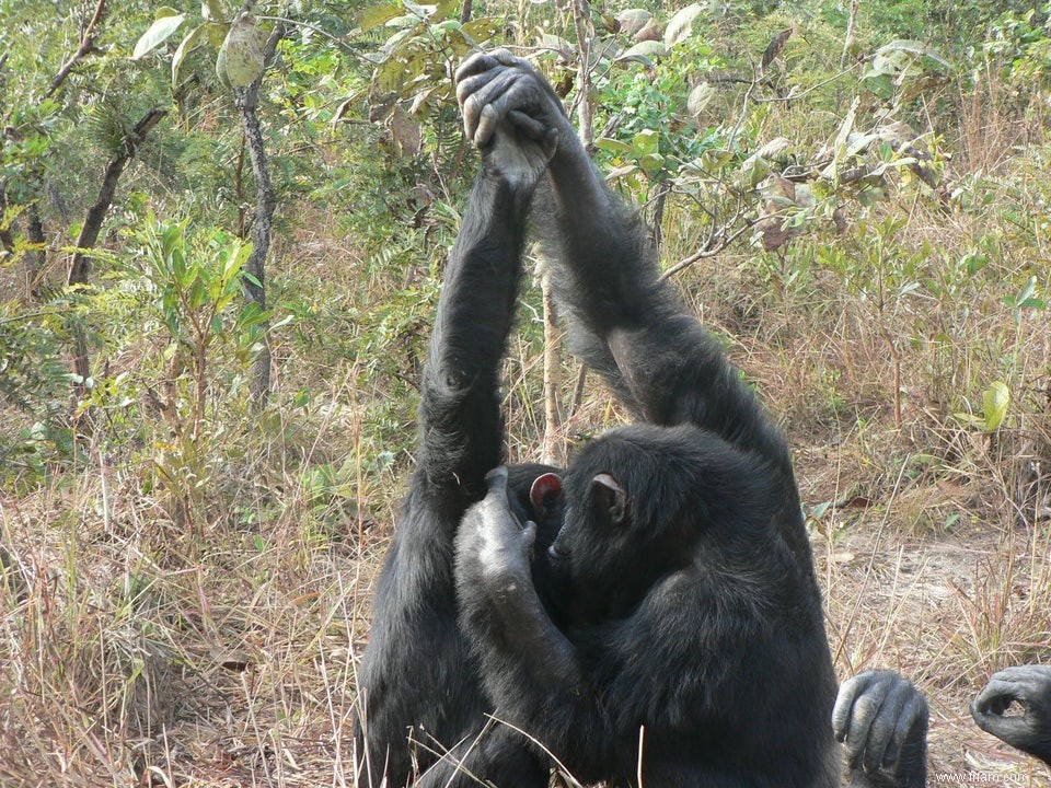 Les gestes de la main des chimpanzés sont-ils de la « culture » ? 