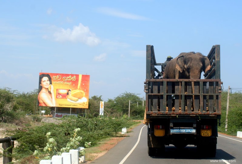 Déplacer des éléphants ne contribue pas à la conservation 