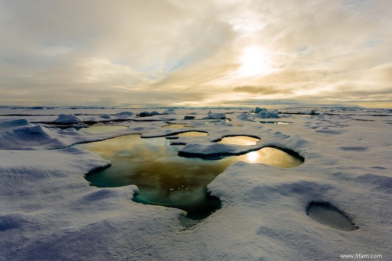 Moins de glace arctique, plus d algues 