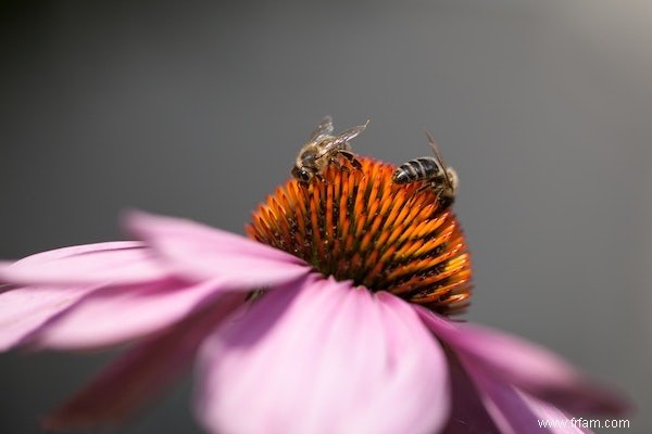 Les plantes et les pollinisateurs vont mieux (mais pas encore bien) 