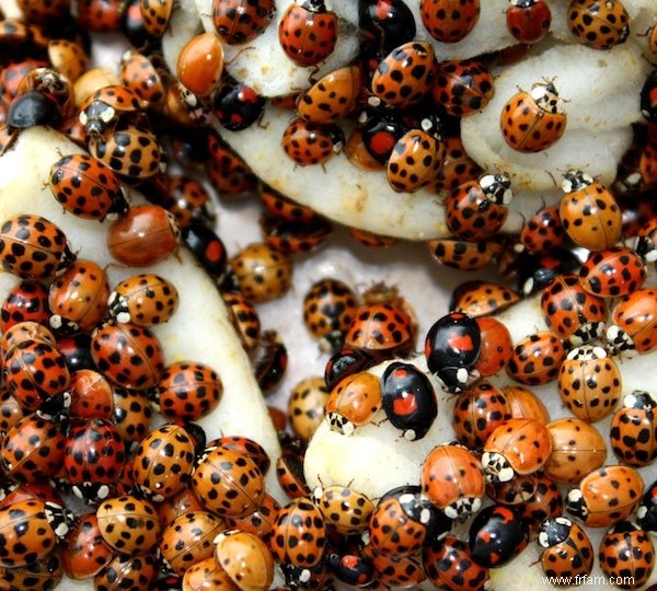 La coccinelle asiatique s engage dans une guerre biologique 