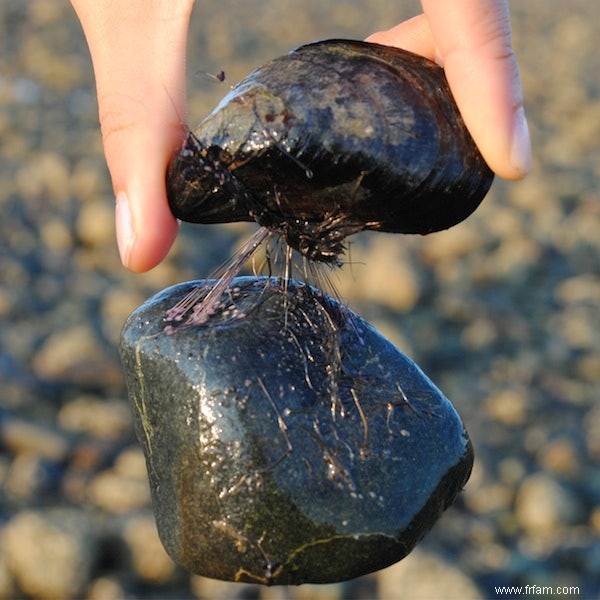 Comment les moules survivent aux vagues 