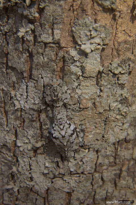 Les prédateurs voient à travers le camouflage 