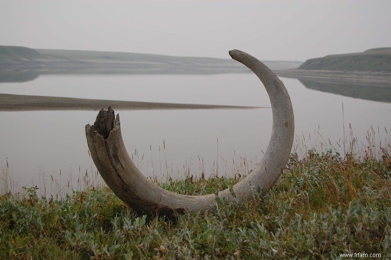 Rhinocéros au pôle Nord 