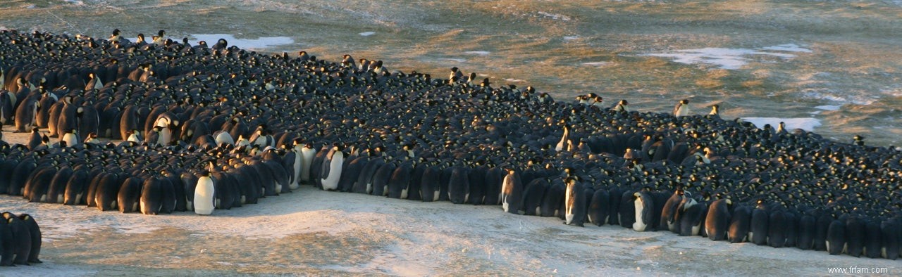 Pingouins dans un embouteillage 