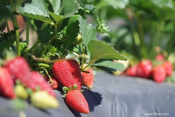 Besoin d abeilles pour des fraises réussies 