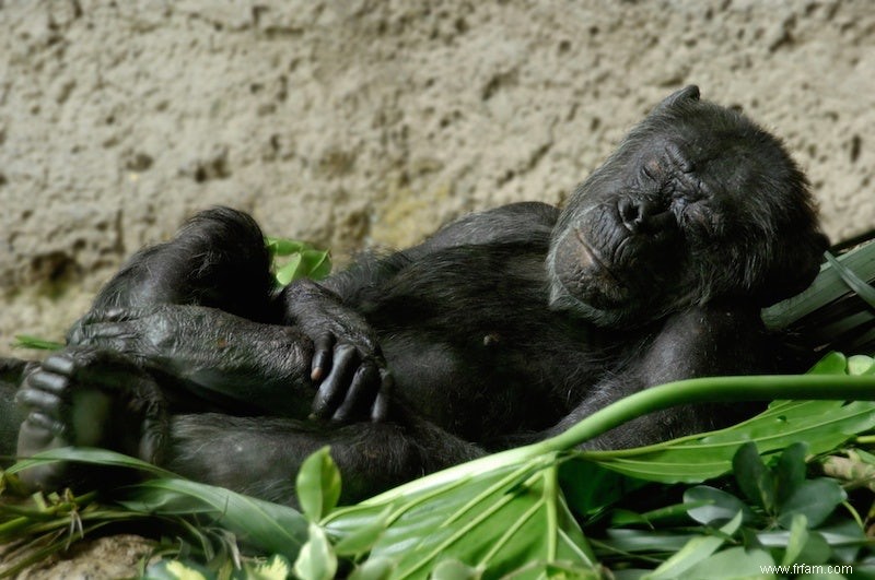 Les chimpanzés préfèrent un lit ferme 