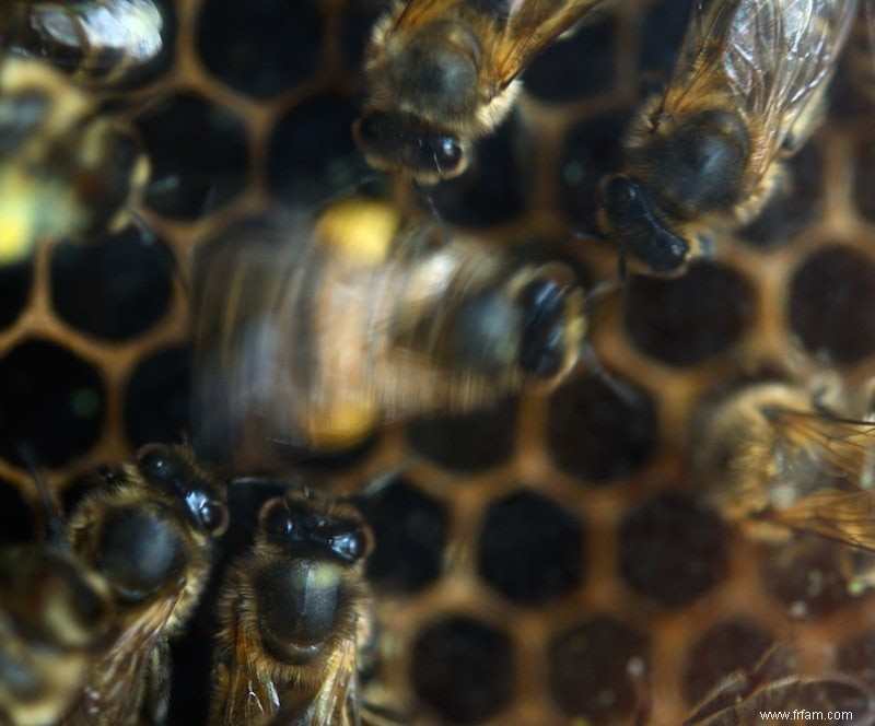 Écouter avec les abeilles 