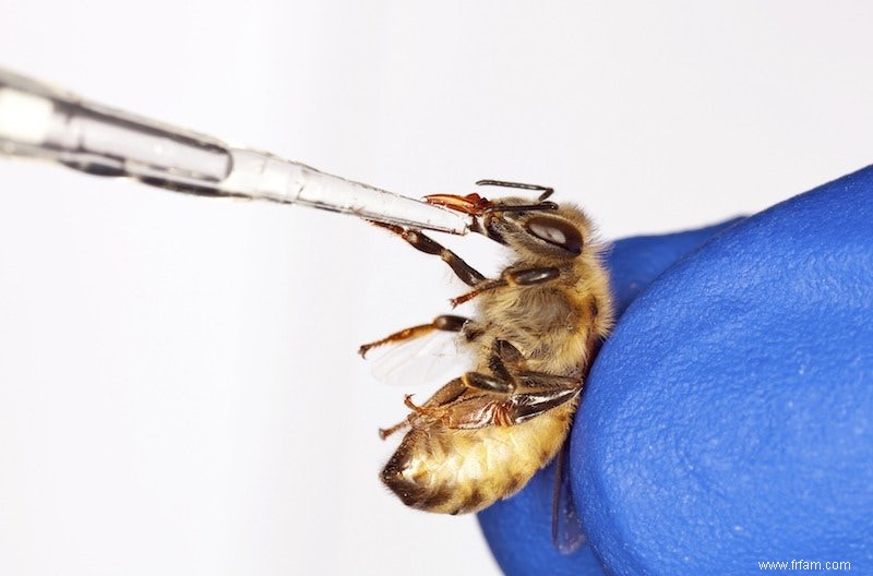 abeilles obèses 