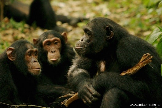 La langue des signes des chimpanzés 