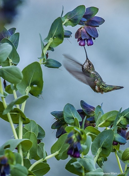 La dent sucrée du royaume des oiseaux 