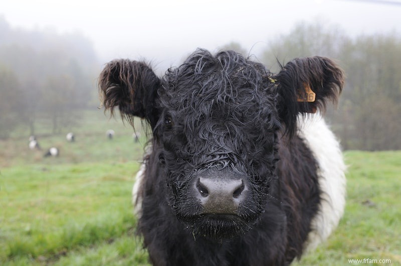 Pourquoi les animaux locaux ne paissent-ils pas dans nos réserves naturelles ? 