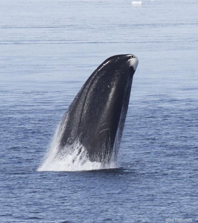 Une vie longue et saine grâce aux gènes de baleine ? 