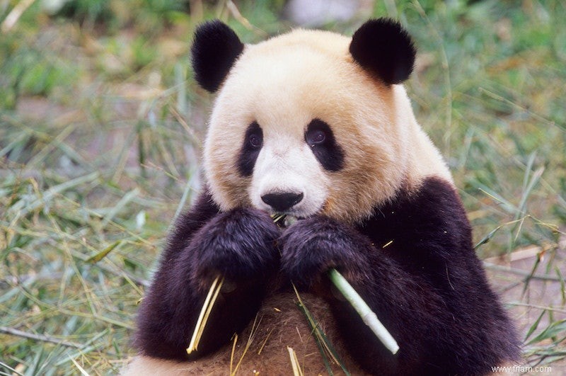 Le bambou ne convient pas au panda 