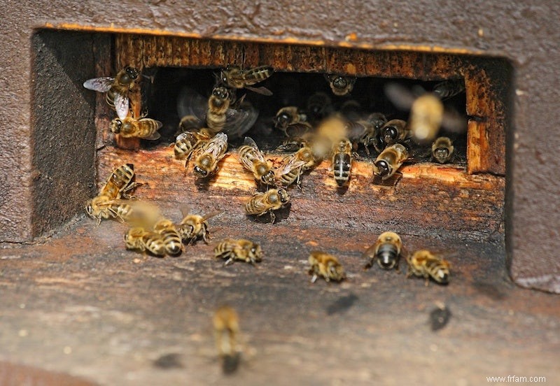 Comment l abeille vaccine ses bébés 