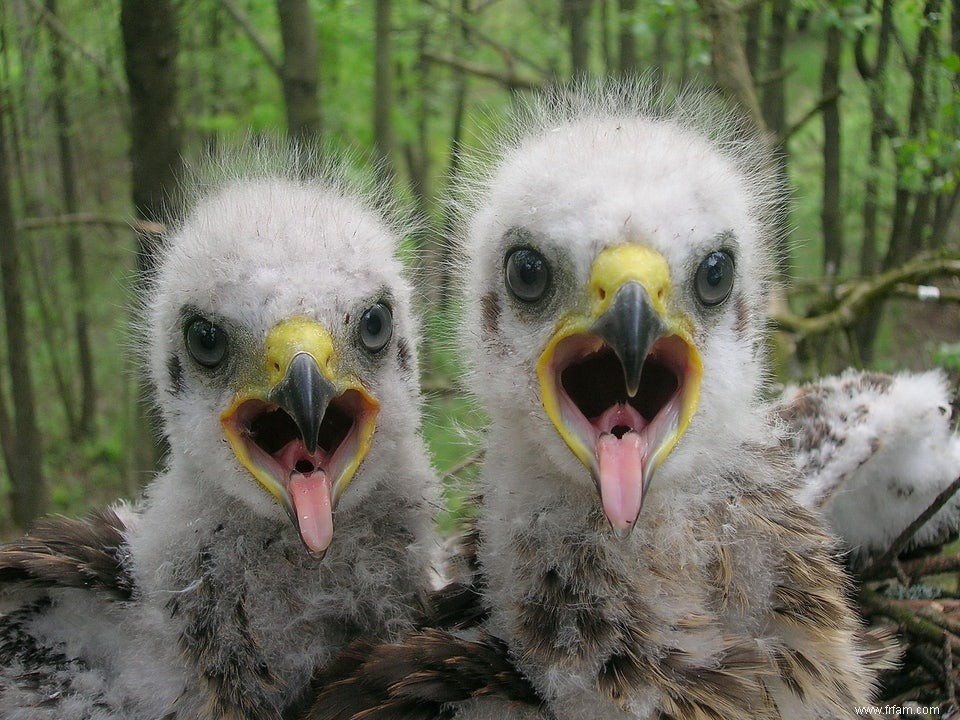 Réserve naturelle de Tchernobyl 