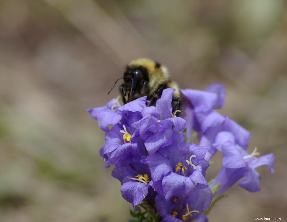 La langue d abeille rétrécit à cause des étés chauds 