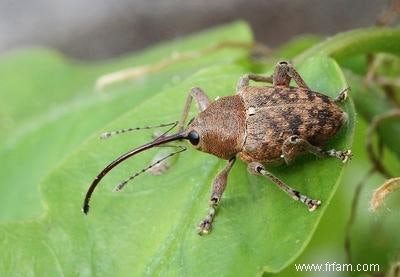 Les insectes sur le toit du musée ressentent le changement climatique 