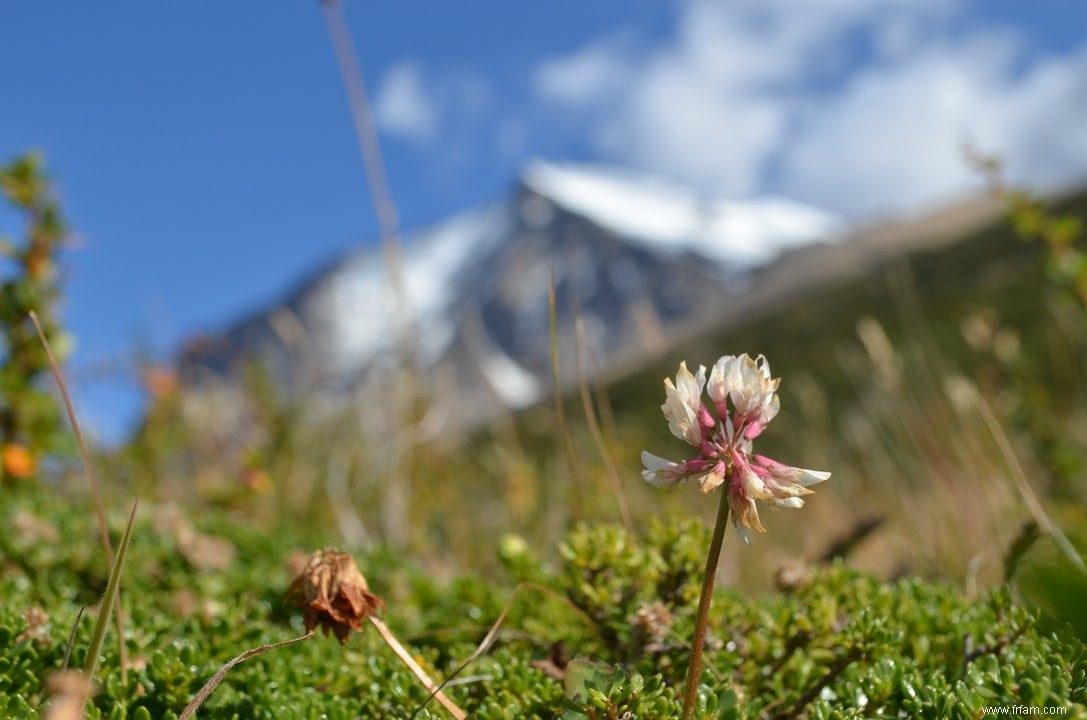 Plantes voyageant le long des routes de montagne 