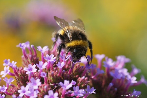 C est comme ça qu on photographie des fleurs et des abeilles 