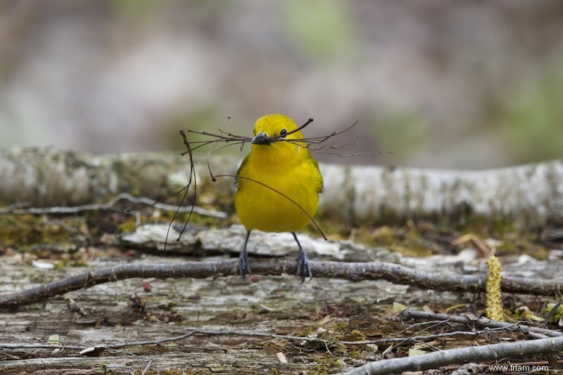 Pourquoi les oiseaux sont-ils parfois trop gros ? 