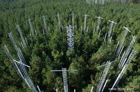 Les champignons aident les plantes à bénéficier de l augmentation des concentrations de CO2 