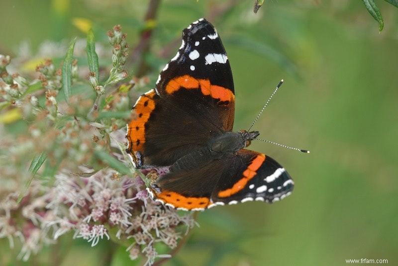 Atalante, de loin le papillon le plus compté dans les jardins flamands 