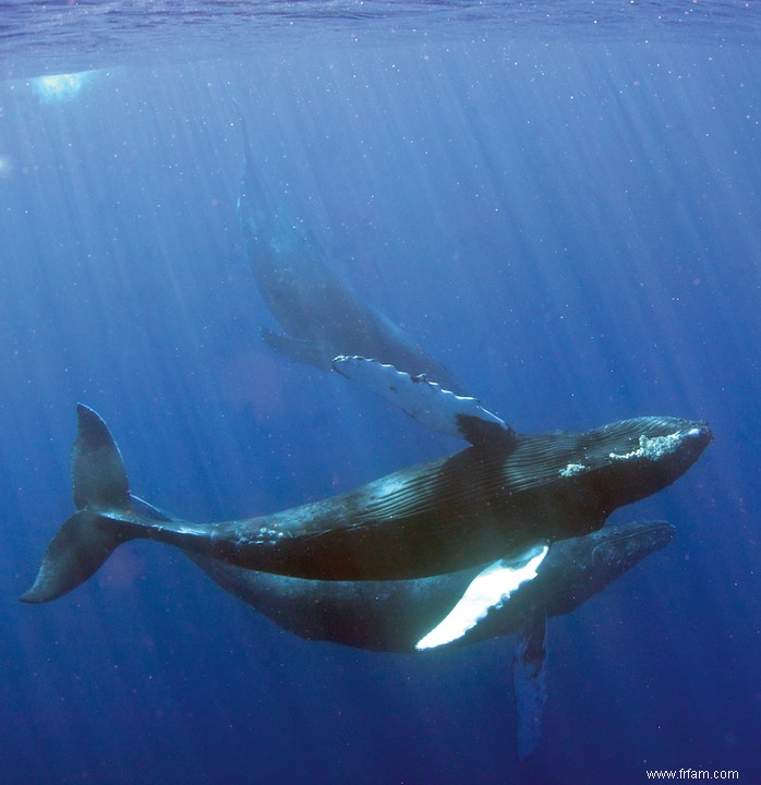 Les baleines à bosse sont les sauveuses de la mer 