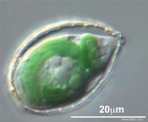 Reconstitution d un vol microbien 