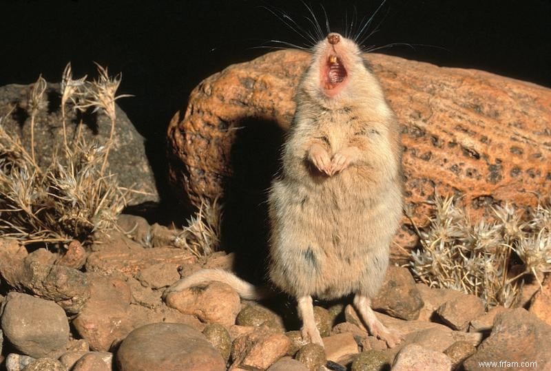 Les souris chantent comme un moteur à réaction 