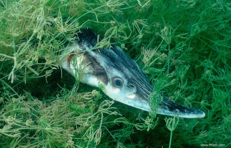 Quel esturgeon appartient à la mer du Nord ? 