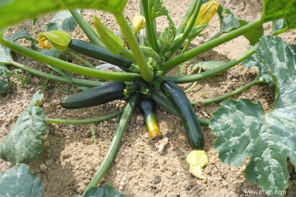 De nouvelles bactéries font de la courgette un meilleur nettoyant pour les sols contaminés 