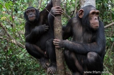 Les chimpanzés ne sont pas si altruistes après tout 