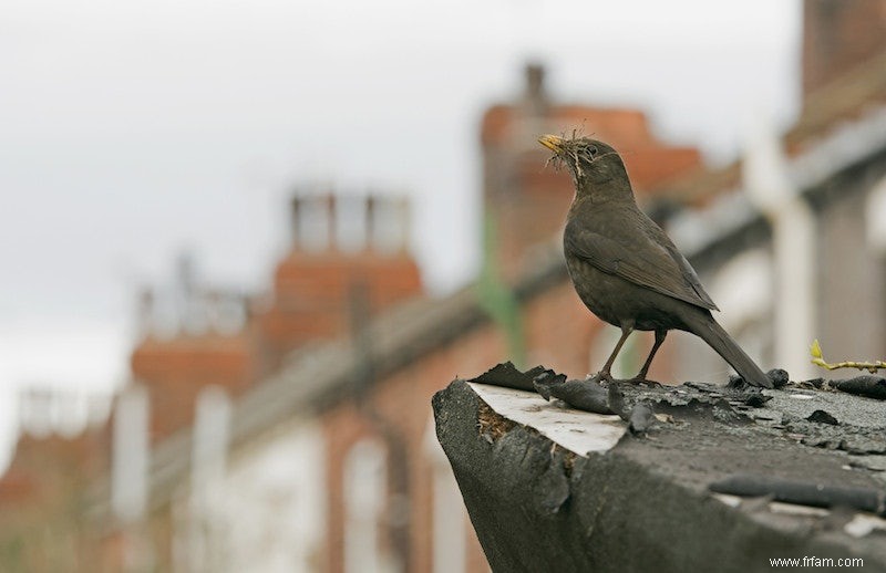 Les oiseaux souffrent du bruit de la circulation 