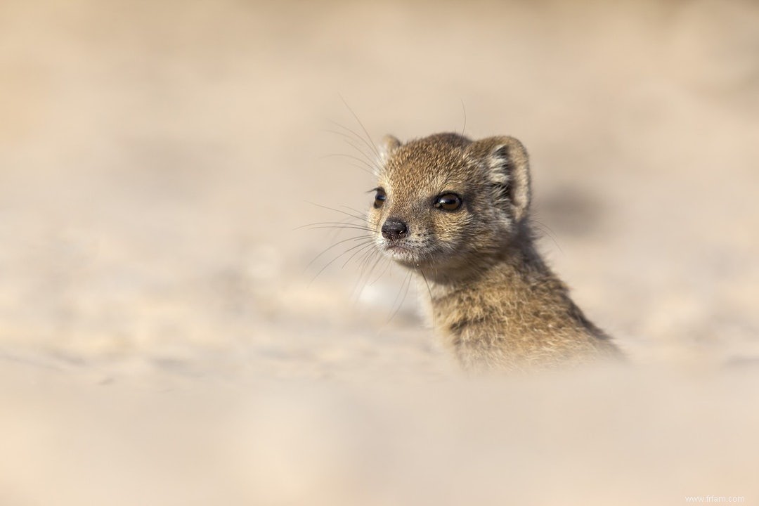 Les animaux sauvages aux enfances difficiles vivent plus longtemps 