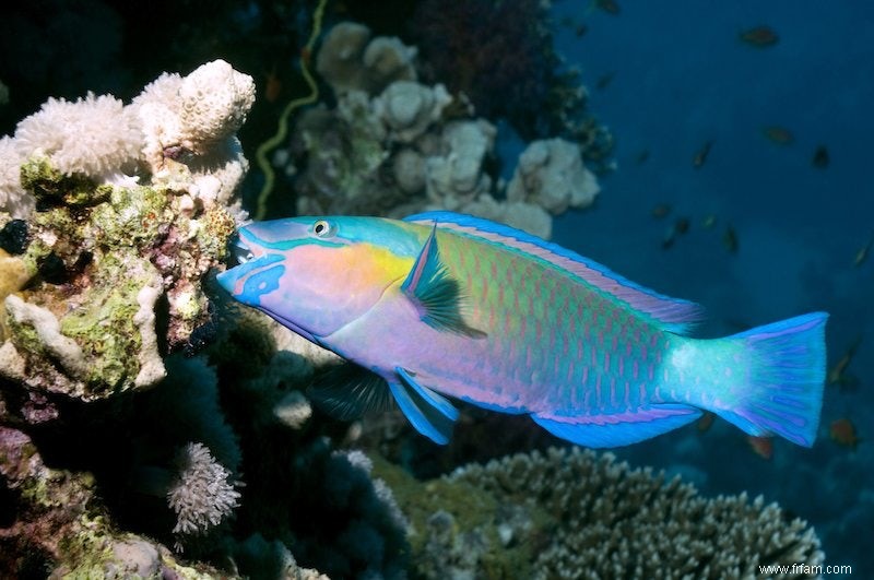 Les Concierges du Barrière de Corail 