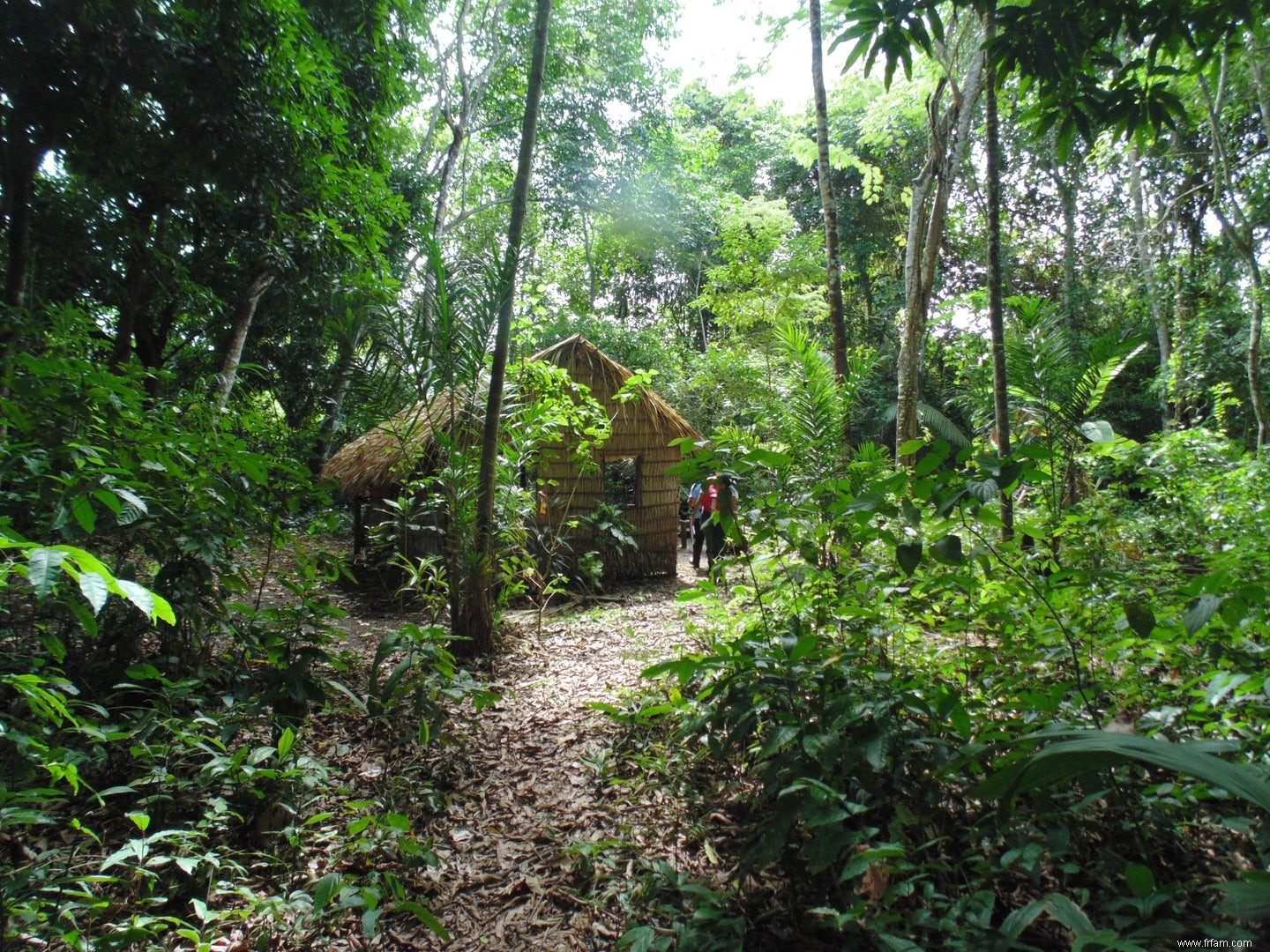 La forêt amazonienne est un travail humain 