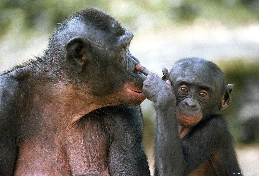 Les bonobos plus proches de l homme que les chimpanzés 