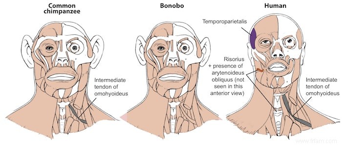 Les bonobos plus proches de l homme que les chimpanzés 