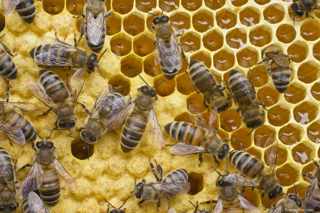 Un clin d œil plein d espoir à la mortalité des abeilles 