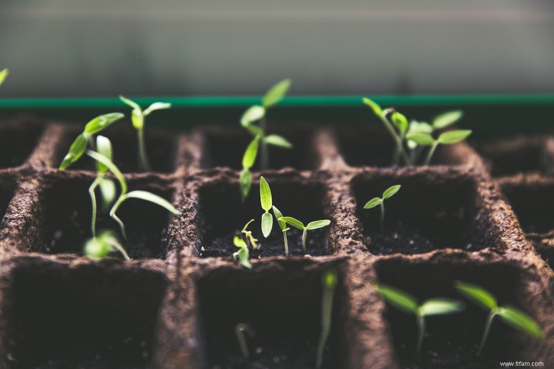 Le «cerveau végétal» contrôle la germination 