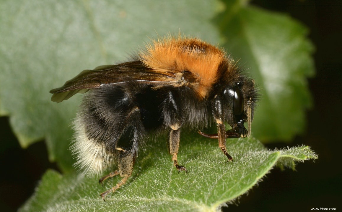 Premiers secours pour les abeilles et les guêpes 