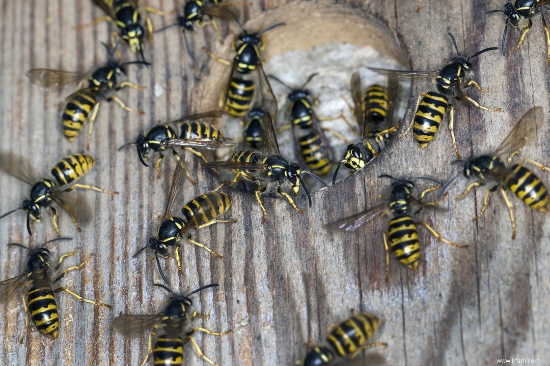 Premiers secours pour les abeilles et les guêpes 