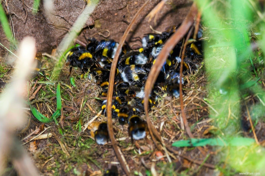 Premiers secours pour les abeilles et les guêpes 