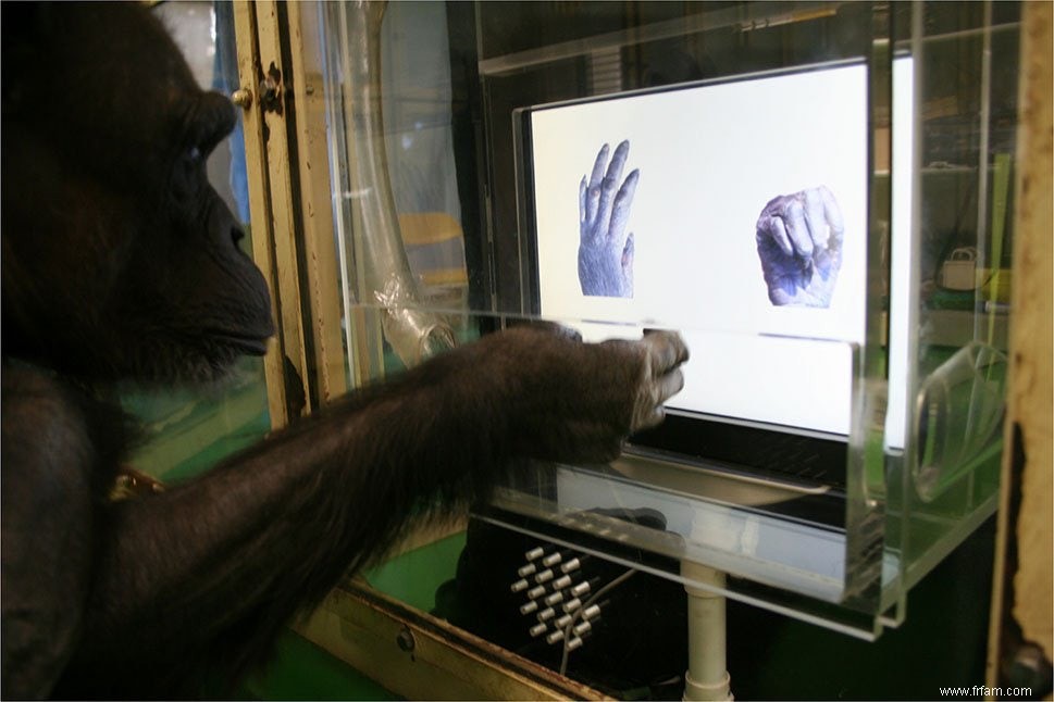 Les chimpanzés jouent à des jeux 